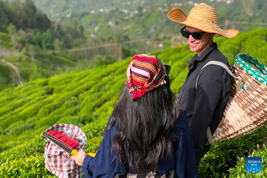 Tourists visit a tea garden in Rize, a coastal city in the eastern part of Türkiye's Black Sea region, on Aug. 27, 2024. The Black Sea coastal cities have yet to turn as famous as other Turkish destinations -- the sandy beaches of the Turkish Mediterranean and Aegean coasts or cultural treasures of Istanbul, the former capital of both Byzantine and Ottoman Empires. (Photo: Xinhua)