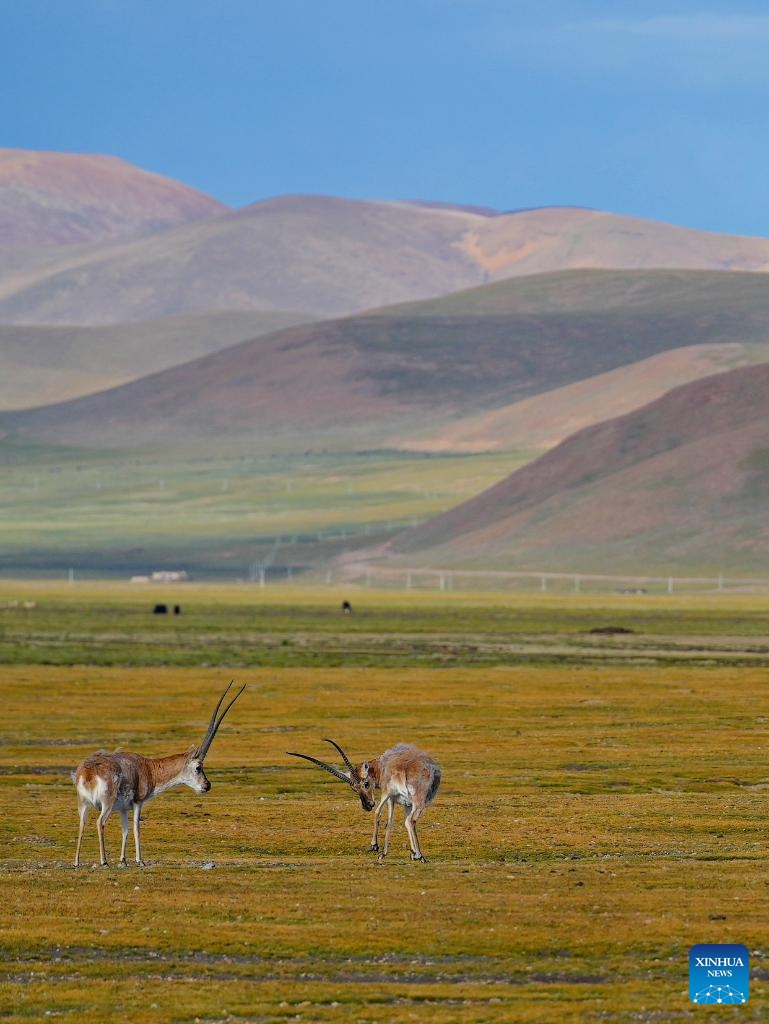 Tibetan antelopes are pictured in Serling Tso national nature reserve in Nagqu City, southwest China's Xizang Autonomous Region, Aug. 26, 2024. (Photo: Xinhua)