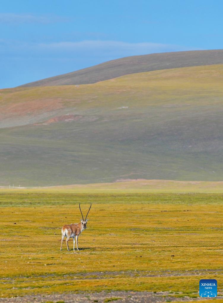 A Tibetan antelope is pictured in Serling Tso national nature reserve in Nagqu City, southwest China's Xizang Autonomous Region, Aug. 26, 2024. (Photo: Xinhua)