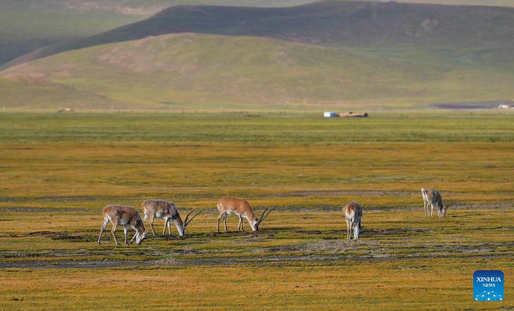 Tibetan antelopes graze on grass in Serling Tso national nature reserve in Nagqu City, southwest China's Xizang Autonomous Region, Aug. 26, 2024. (Photo: Xinhua)