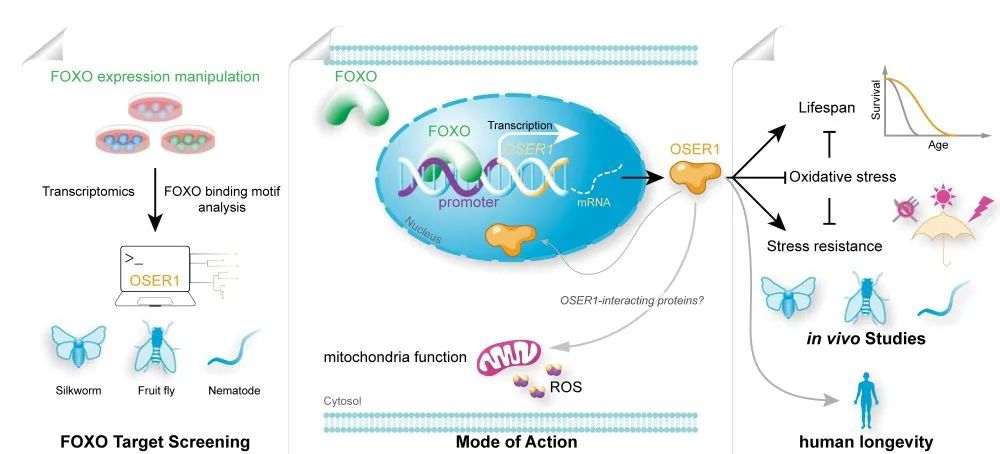 Mechanism of action of OSER1 in lifespan regulation. (Image provided by Southwest University).