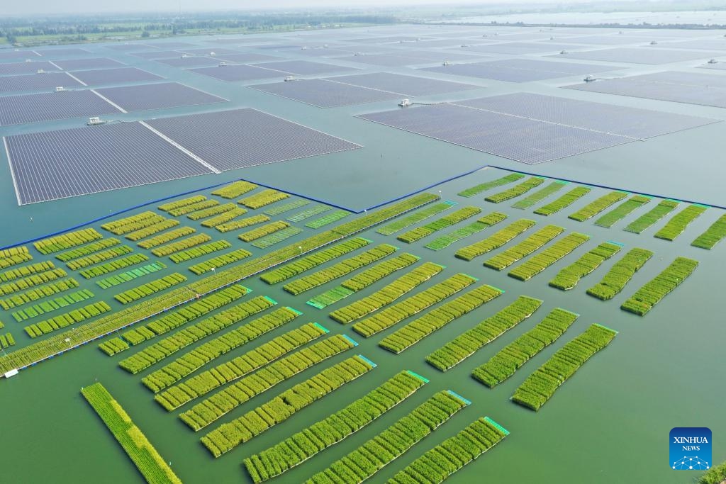 An aerial drone photo shows paddy fields in coal-mining subsidence area in Guqiao Town, Fengtai County of Huainan City, east China's Anhui Province, Aug. 22, 2024. (Photo: Xinhua)