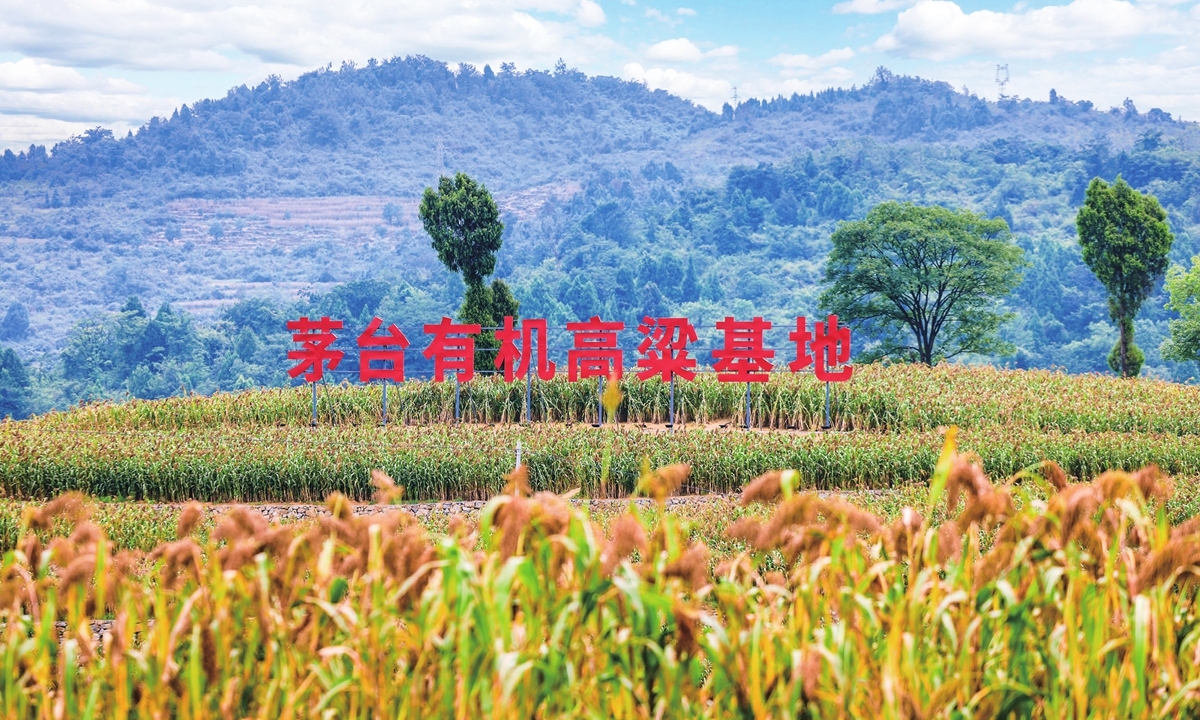 The red harvest alongside the Chishui River Photo: Courtesy of the Moutai Liquor Co