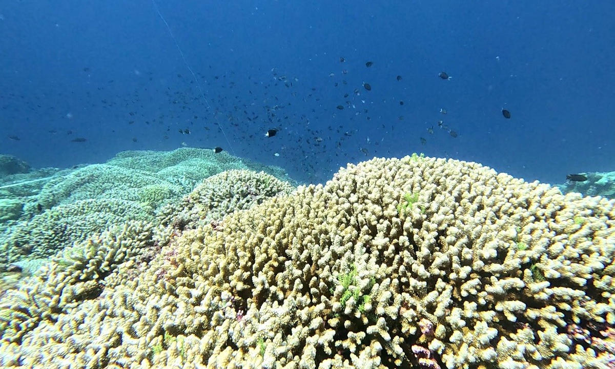 Coral growth in the Xianbin Jiao's lagoon Photo: Courtesy of China's Ministry of Natural Resources