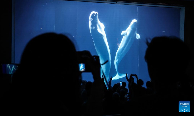 Tourists watch white whales at Sunasia Ocean World in Dalian, northeast China's Liaoning Province, May 22, 2024. Following a booming ice-and-snow season last winter, northeast China's attractions, previously renowned for their spectacular winter scenes, are now experiencing a surge in summer tourism. (Photo: Xinhua)