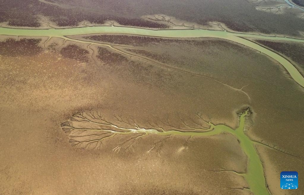 An aerial drone photo taken on Aug. 28, 2024 shows a view of the mudflats of the Yellow River Delta in Dongying, east China's Shandong Province. (Photo: Xinhua)