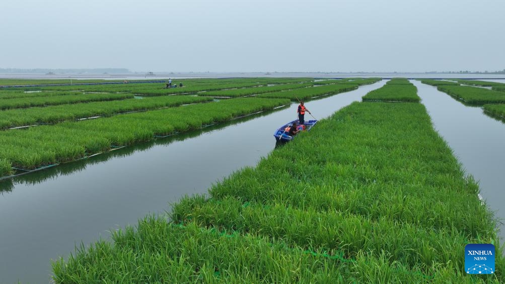 Staff members do farm work in coal-mining subsidence area in Guqiao Town, Fengtai County of Huainan City, east China's Anhui Province, July 30, 2024. (Photo: Xinhua)