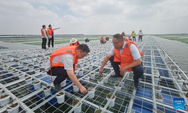 Staff members check the growth of rice seedlings in Guqiao Town, Fengtai County of Huainan City, east China's Anhui Province, June 6, 2024. (Photo: Xinhua)