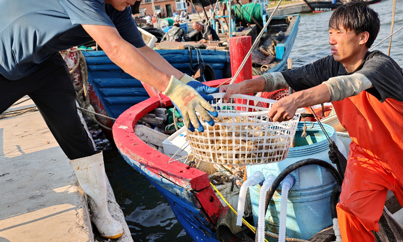 Fishermen bring seafood ashore at a port in Donggang township, North China's Hebei Province, on September 1, 2024. On the same day, the Bohai Sea and Yellow Sea areas that are located north of 35 degrees latitude officially ended a four-month summer fishing moratorium, and fishing boats set sail for the open seas. Photo: VCG