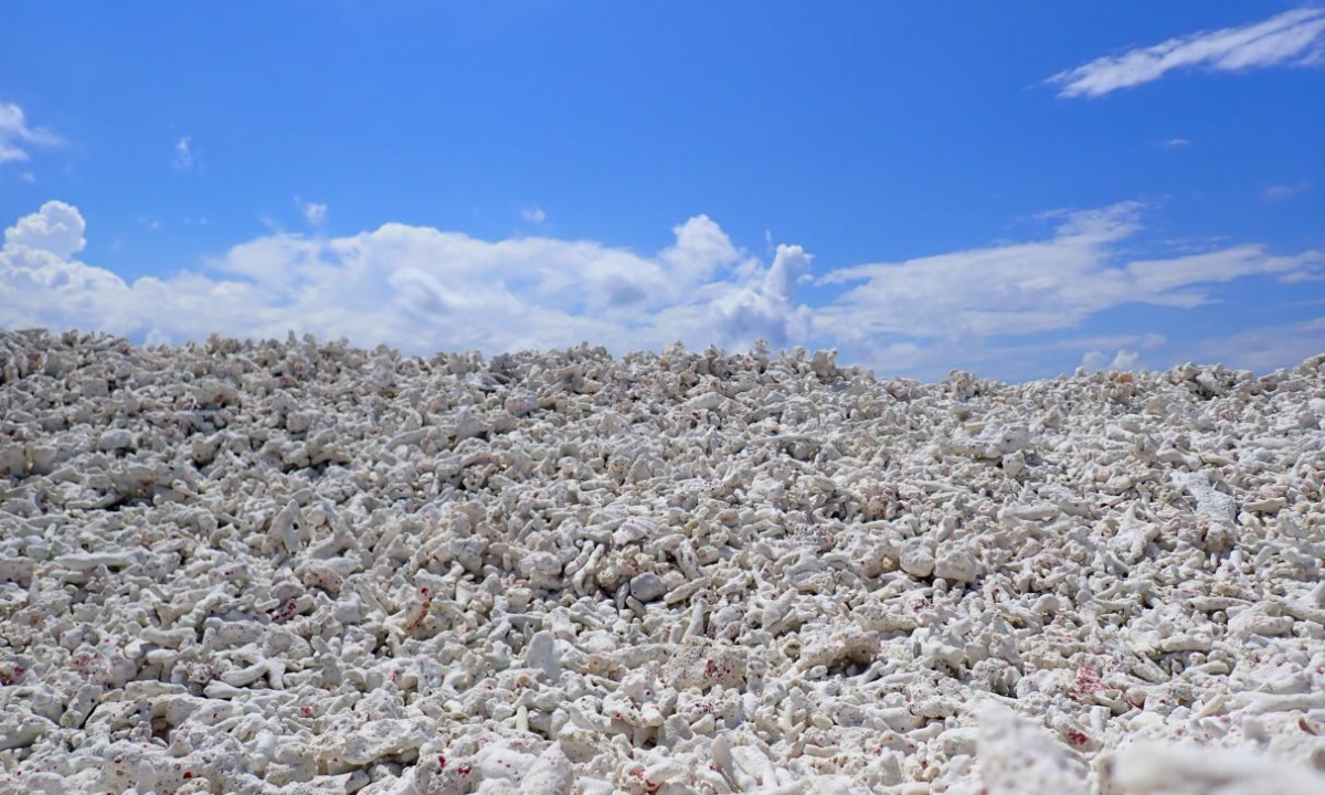 Biological debris distributed on a sandbar of Xianbin Jiao Photo: Courtesy of China's Ministry of Natural Resources