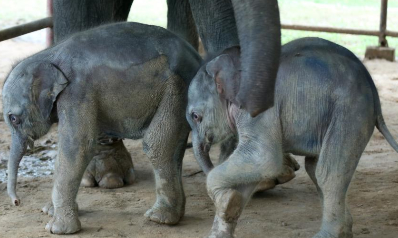 The twin baby elephants are pictured at the Wingabaw elephant camp in Bago region, Myanmar, Sept. 1, 2024. A rare occurrence of twin elephants, a male and a female, was recorded in southern Myanmar's Bago region.

On August 26, a 21-year-old elephant named Pearl Sandar gave birth to the twins at the Wingabaw elephant camp. The first calf, a female, was born, followed by a male calf about four minutes later, Myo Min Aung, a veterinarian at the camp told Xinhua on Sunday. (Xinhua/Myo Kyaw Soe)