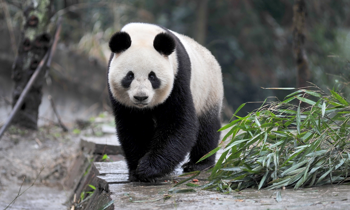 Giant panda Xian Nü Photo: IC