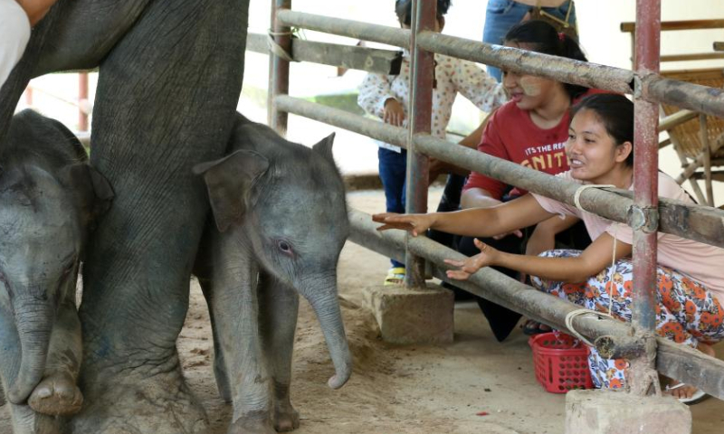 The twin baby elephants are pictured at the Wingabaw elephant camp in Bago region, Myanmar, Sept. 1, 2024. A rare occurrence of twin elephants, a male and a female, was recorded in southern Myanmar's Bago region.

On August 26, a 21-year-old elephant named Pearl Sandar gave birth to the twins at the Wingabaw elephant camp. The first calf, a female, was born, followed by a male calf about four minutes later, Myo Min Aung, a veterinarian at the camp told Xinhua on Sunday. (Xinhua/Myo Kyaw Soe)