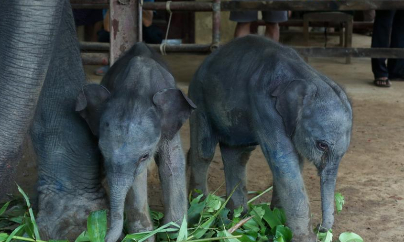 The twin baby elephants are pictured at the Wingabaw elephant camp in Bago region, Myanmar, Sept. 1, 2024. A rare occurrence of twin elephants, a male and a female, was recorded in southern Myanmar's Bago region.

On August 26, a 21-year-old elephant named Pearl Sandar gave birth to the twins at the Wingabaw elephant camp. The first calf, a female, was born, followed by a male calf about four minutes later, Myo Min Aung, a veterinarian at the camp told Xinhua on Sunday. (Xinhua/Myo Kyaw Soe)