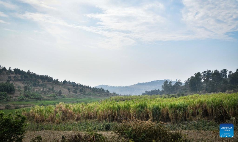 This photo taken on Aug. 15, 2024 shows a view of Juncao grass field in Huye District, Southern Province, Rwanda. Since the 1980s, Lin Zhanxi, a professor of Fujian Agriculture and Forestry University, has led a research team on Juncao technology in China's southeastern Fujian Province.

Juncao means mushroom and grass in Chinese. Its versatility is a key feature, allowing it to grow edible mushrooms, provide livestock feed and help battle desertification.

Since the 1990s, China has shared the technology with over 100 countries by opening training classes and conducting on-site demonstrations.

By now, Juncao technology has taken root in more than 40 African countries, helping African farmers combat poverty and promoting cooperation between China and Africa. Photo: Xinhua