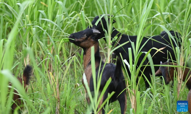 Sheep eat Juncao grass in Beidou Village of Yongtai County in Fuzhou, southeast China's Fujian Province, Aug. 21, 2024. Since the 1980s, Lin Zhanxi, a professor of Fujian Agriculture and Forestry University, has led a research team on Juncao technology in China's southeastern Fujian Province.

Juncao means mushroom and grass in Chinese. Its versatility is a key feature, allowing it to grow edible mushrooms, provide livestock feed and help battle desertification.

Since the 1990s, China has shared the technology with over 100 countries by opening training classes and conducting on-site demonstrations.

By now, Juncao technology has taken root in more than 40 African countries, helping African farmers combat poverty and promoting cooperation between China and Africa. Photo: Xinhua