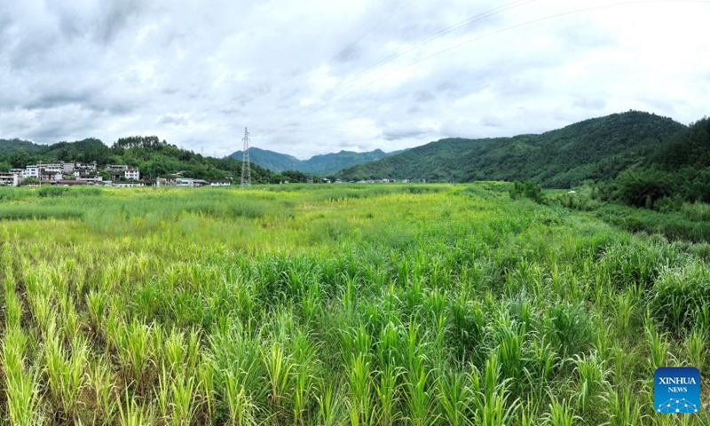 A drone photo shows Juncao grass field in Beidou Village of Yongtai County in Fuzhou, southeast China's Fujian Province, Aug. 21, 2024. Since the 1980s, Lin Zhanxi, a professor of Fujian Agriculture and Forestry University, has led a research team on Juncao technology in China's southeastern Fujian Province.

Juncao means mushroom and grass in Chinese. Its versatility is a key feature, allowing it to grow edible mushrooms, provide livestock feed and help battle desertification.

Since the 1990s, China has shared the technology with over 100 countries by opening training classes and conducting on-site demonstrations.

By now, Juncao technology has taken root in more than 40 African countries, helping African farmers combat poverty and promoting cooperation between China and Africa. Photo: Xinhua