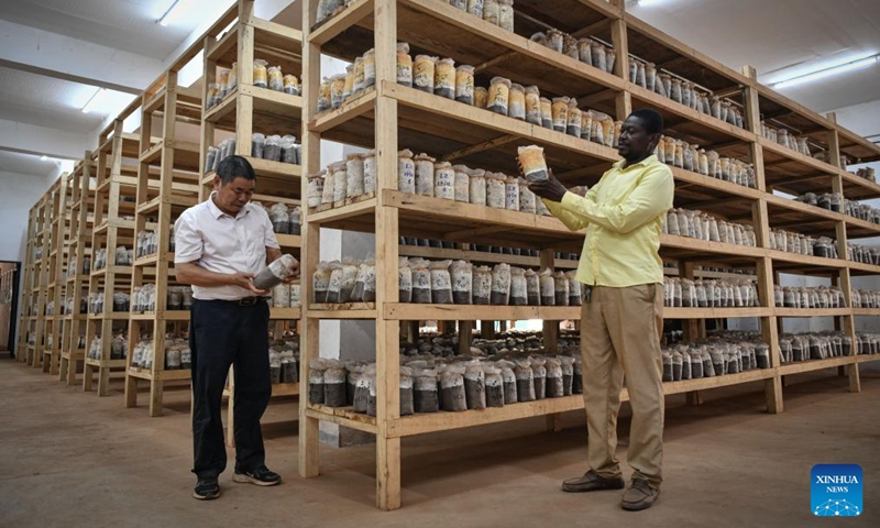 Juncao expert Chen Kehua (L) and a local technician check bags of mycelium at Central African Institute of Agronomic Research in Bangui, the Central African Republic, Feb. 6, 2024. Since the 1980s, Lin Zhanxi, a professor of Fujian Agriculture and Forestry University, has led a research team on Juncao technology in China's southeastern Fujian Province.

Juncao means mushroom and grass in Chinese. Its versatility is a key feature, allowing it to grow edible mushrooms, provide livestock feed and help battle desertification.

Since the 1990s, China has shared the technology with over 100 countries by opening training classes and conducting on-site demonstrations.

By now, Juncao technology has taken root in more than 40 African countries, helping African farmers combat poverty and promoting cooperation between China and Africa. Photo: Xinhua