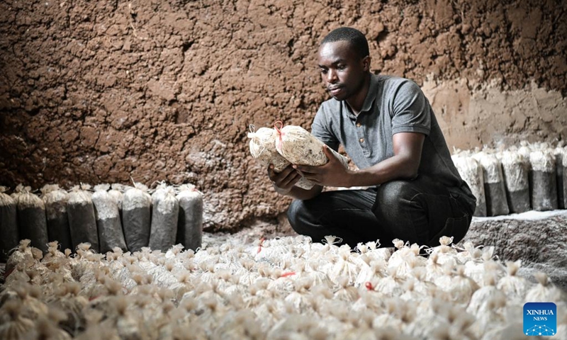 Nyambo Obed checks mushroom tubes at his workshop in Muhanga District, Southern Province, Rwanda, on Aug. 14, 2024. Nyambo Obed has been to China twice for Juncao technology training. Since the 1980s, Lin Zhanxi, a professor of Fujian Agriculture and Forestry University, has led a research team on Juncao technology in China's southeastern Fujian Province.

Juncao means mushroom and grass in Chinese. Its versatility is a key feature, allowing it to grow edible mushrooms, provide livestock feed and help battle desertification.

Since the 1990s, China has shared the technology with over 100 countries by opening training classes and conducting on-site demonstrations.

By now, Juncao technology has taken root in more than 40 African countries, helping African farmers combat poverty and promoting cooperation between China and Africa. Photo: Xinhua