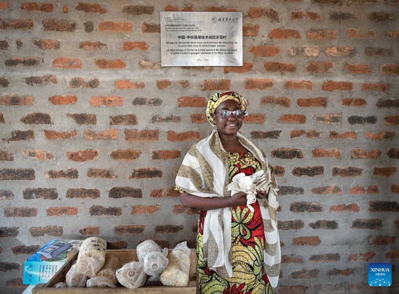 Fatime Abba Rekya is pictured at an edible mushroom cultivation workshop she established in Damara, the Central African Republic, Feb. 6, 2024. Fatime Abba Rekya learns Juncao technology on a training class in Bangui in 2022. Since the 1980s, Lin Zhanxi, a professor of Fujian Agriculture and Forestry University, has led a research team on Juncao technology in China's southeastern Fujian Province.

Juncao means mushroom and grass in Chinese. Its versatility is a key feature, allowing it to grow edible mushrooms, provide livestock feed and help battle desertification.

Since the 1990s, China has shared the technology with over 100 countries by opening training classes and conducting on-site demonstrations.

By now, Juncao technology has taken root in more than 40 African countries, helping African farmers combat poverty and promoting cooperation between China and Africa. Photo: Xinhua