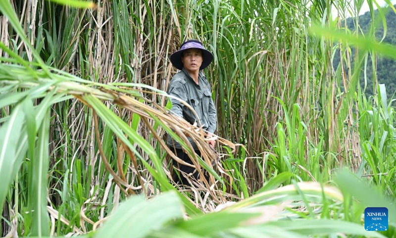 A worker cuts Juncao grass in Beidou Village of Yongtai County in Fuzhou, southeast China's Fujian Province, Aug. 21, 2024. Since the 1980s, Lin Zhanxi, a professor of Fujian Agriculture and Forestry University, has led a research team on Juncao technology in China's southeastern Fujian Province.

Juncao means mushroom and grass in Chinese. Its versatility is a key feature, allowing it to grow edible mushrooms, provide livestock feed and help battle desertification.

Since the 1990s, China has shared the technology with over 100 countries by opening training classes and conducting on-site demonstrations.

By now, Juncao technology has taken root in more than 40 African countries, helping African farmers combat poverty and promoting cooperation between China and Africa. Photo: Xinhua