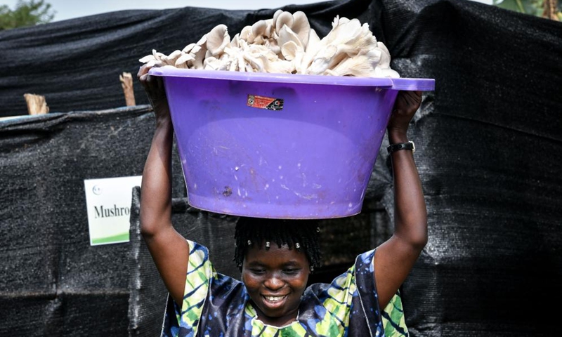 A farmer carries freshly harvested mushrooms out of a mushroom shed in Huye District, Southern Province, Rwanda, on Aug. 14, 2024. Since the 1980s, Lin Zhanxi, a professor of Fujian Agriculture and Forestry University, has led a research team on Juncao technology in China's southeastern Fujian Province.

Juncao means mushroom and grass in Chinese. Its versatility is a key feature, allowing it to grow edible mushrooms, provide livestock feed and help battle desertification.

Since the 1990s, China has shared the technology with over 100 countries by opening training classes and conducting on-site demonstrations.

By now, Juncao technology has taken root in more than 40 African countries, helping African farmers combat poverty and promoting cooperation between China and Africa. Photo: Xinhua