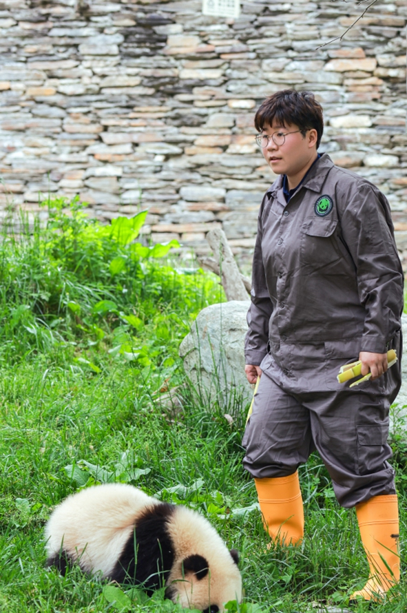 Ma Xiaoyu stands beside a giant panda. Photo: Courtesy of the China Conservation and Research Centre for the Giant Panda