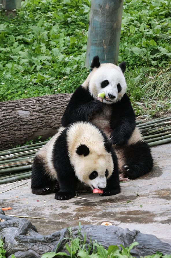 Giant panda Xin Xin and its cub Photo: Courtesy of the China Conservation and Research Centre for the Giant Panda