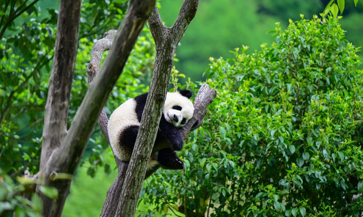 Photo: Courtesy of the China Conservation and Research Centre for the Giant Panda