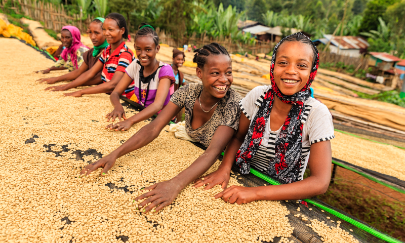 Women sort coffee beans at a farm in Ethiopia. File photo: VCG