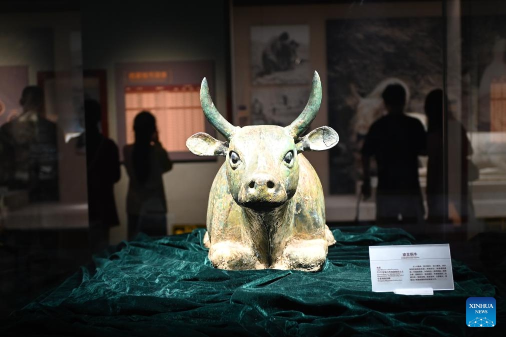 A gilded bronze cattle statue is seen in Ningxia Museum in Yinchuan, capital of northwest China's Ningxia Hui Autonomous Region, Sept. 1, 2024. As one of China's national first-grade museums, Ningxia Museum showcases the rich culture and history of Ningxia. (Photo: Xinhua)