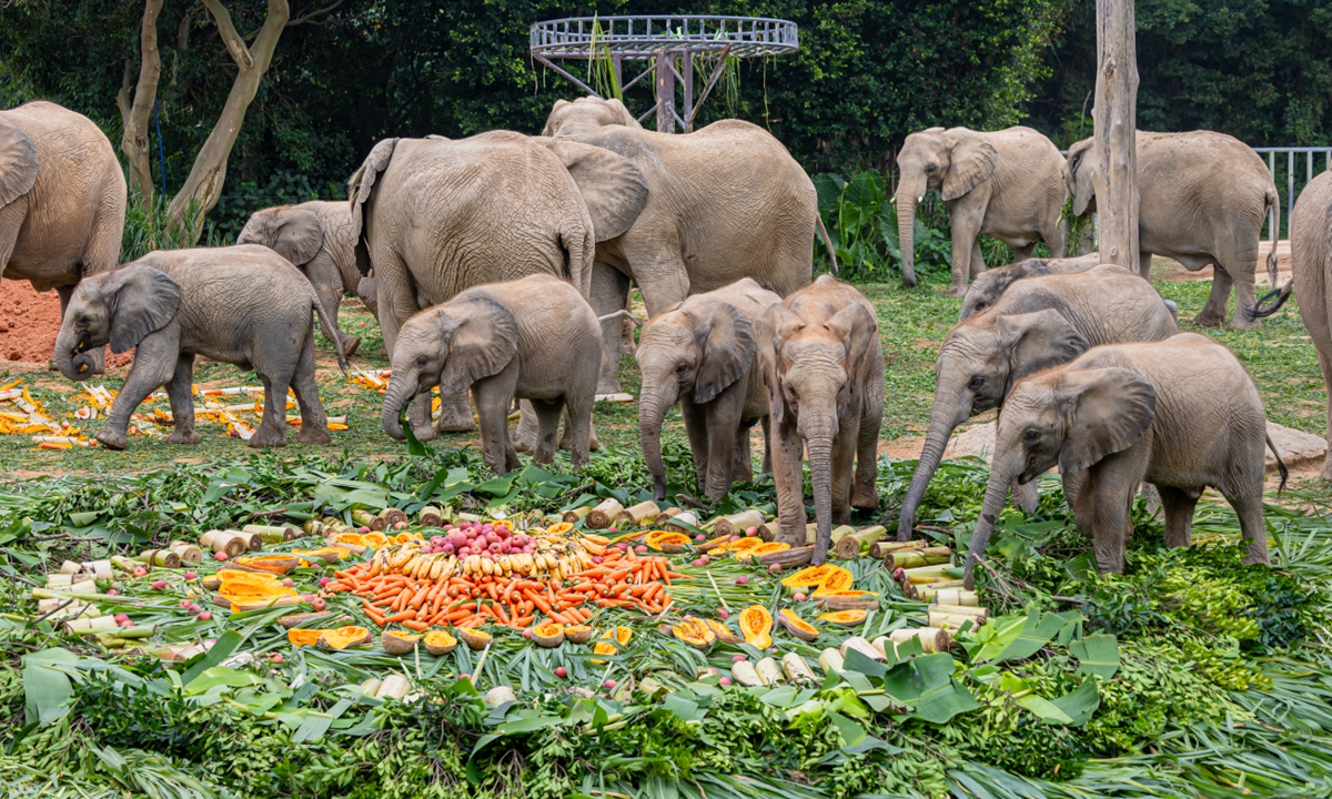 The African elephants at the Qingyuan National Ex-situ Conservation Base of World Endangered Flora and Fauna in Qingyuan, Guangdong Province. Photo: Courtesy of the conservation base