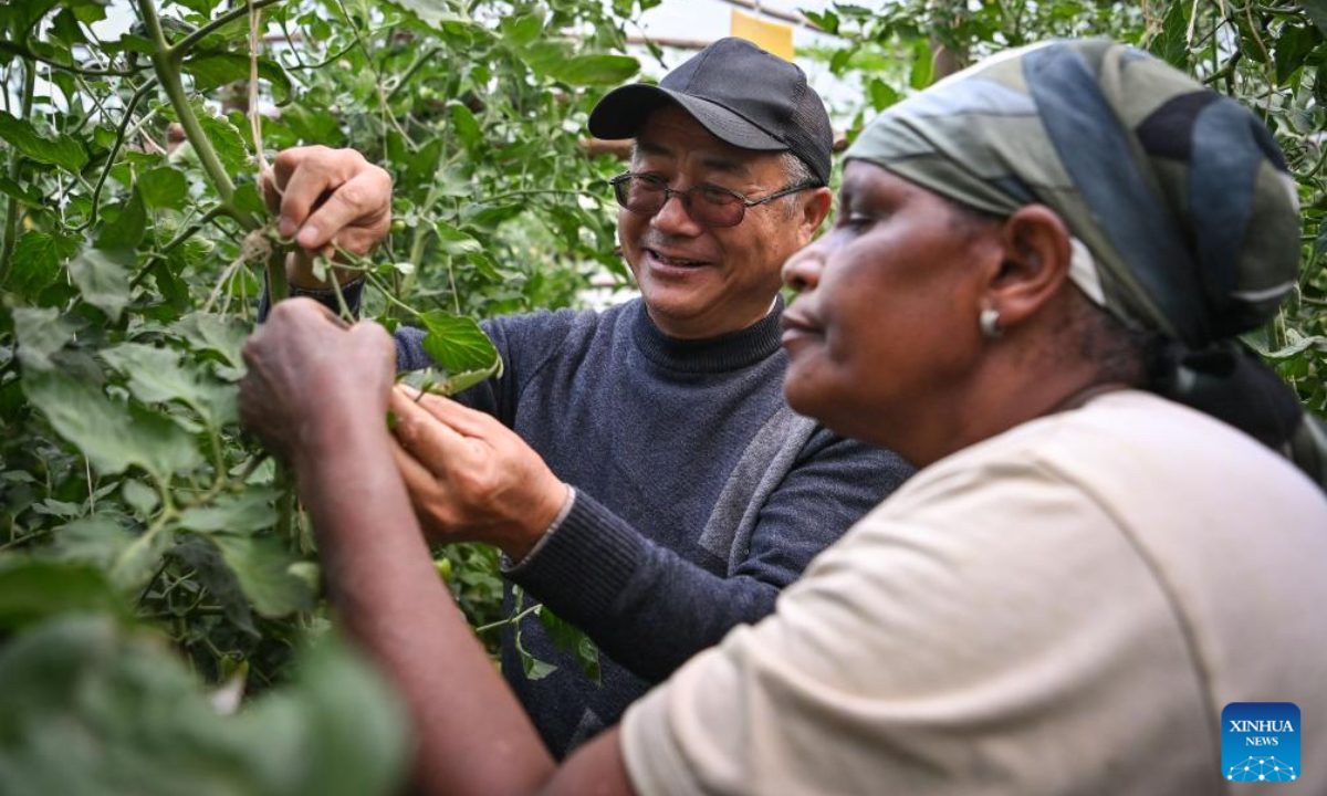 Liu Gaoqiong (L), a professor of Horticulture from Nanjing Agricultural University, also a visiting professor at Egerton University, gives guidance to Mary Mwangi, a local farmer, on the field management of grafted tomatoes at a tomato farm in Nakuru County, Kenya, Oct. 23, 2024. (Photo: Xinhua)