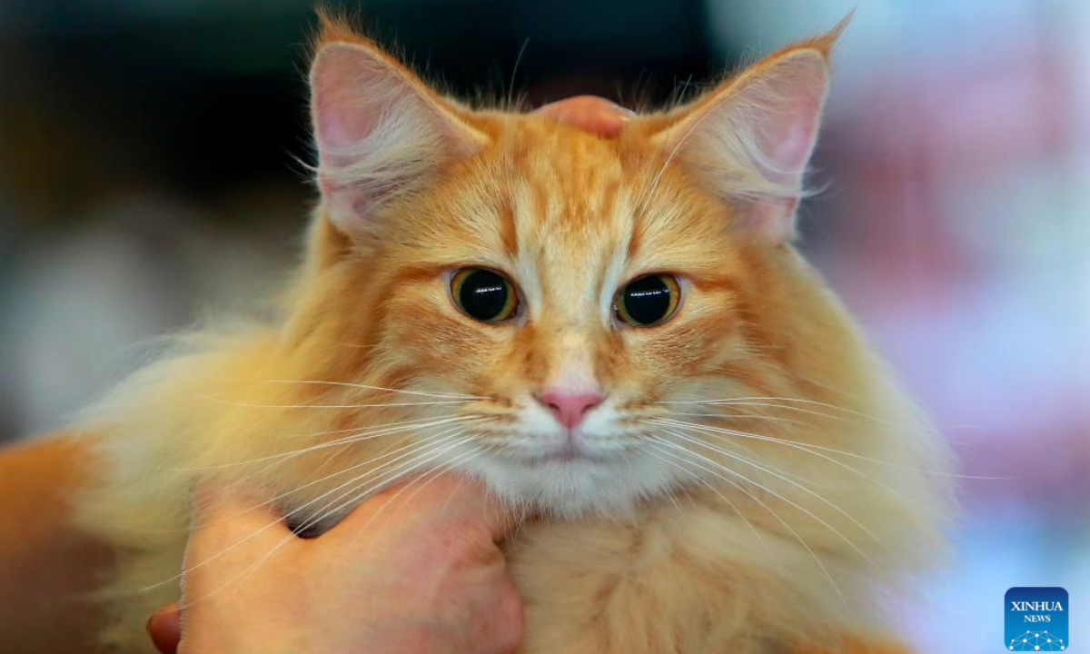 A judge evaluates a Norwegian Forest cat during an international feline beauty contest in Bucharest, Romania, Sep 28, 2024. About 250 hundred cats of around 30 breeds participate in the two-day contest. Photo:Xinhua