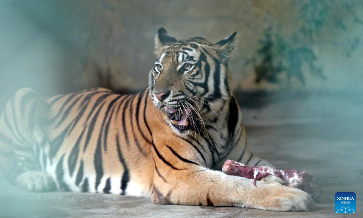 A tiger is seen in the Bangladesh National Zoo in the Mirpur section of Dhaka, Bangladesh, Oct. 24, 2024. (Xinhua)