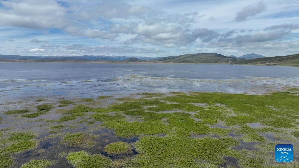 A drone photo taken on Sept. 4, 2024 shows the scenery of Gahai Lake wetland in the Gahai-Zecha National Nature Reserve in Gannan Tibetan Autonomous Prefecture, northwest China's Gansu Province. (Photo: Xinhua)