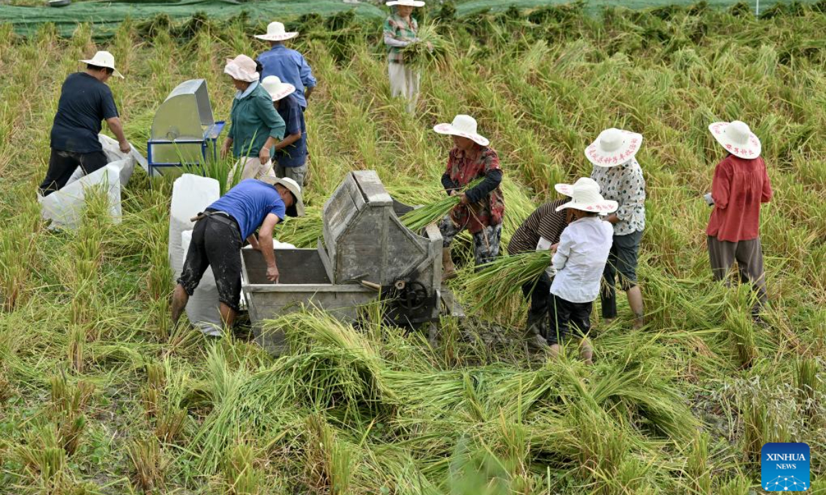 Farmers thresh rice in the field at Anzibao Village in Laifeng County, central China's Hubei Province, Sep 5, 2024. Photo:Xinhua