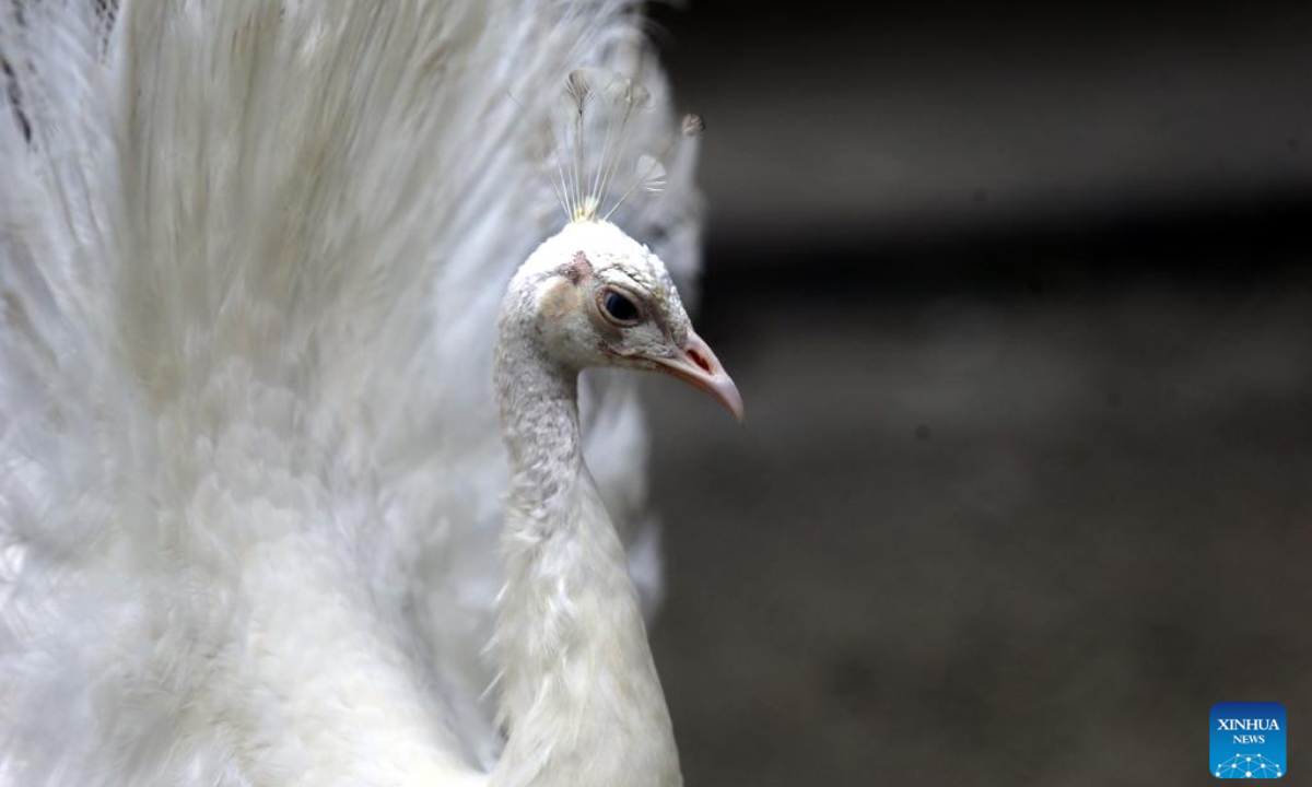 A peacock is seen in the Bangladesh National Zoo in the Mirpur section of Dhaka, Bangladesh, Oct. 24, 2024. (Xinhua)