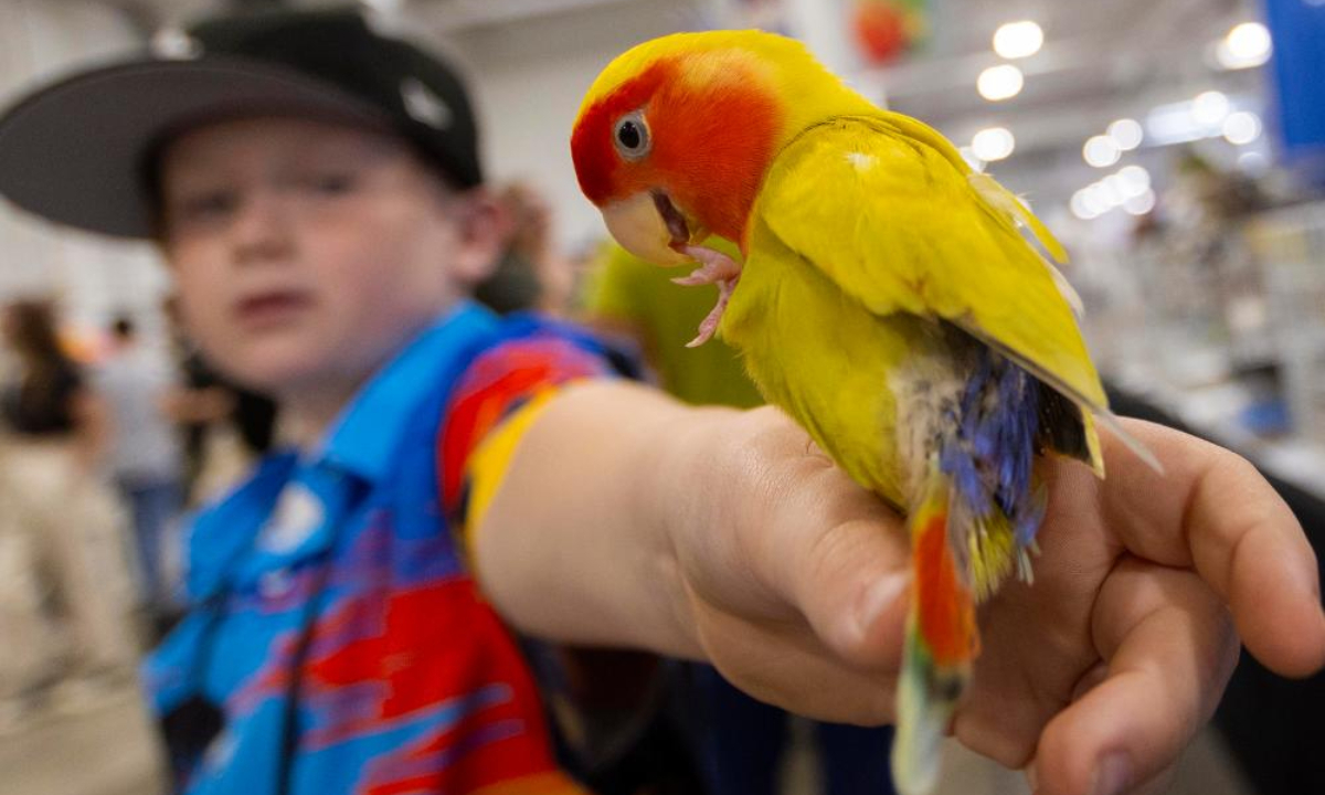 A boy shows a pet parrot during the 2024 Canadian Pet Expo in Mississauga, Ontario, Canada, on Sep 14, 2024. The annual two-day event kicked off here on Saturday. Photo:Xinhua