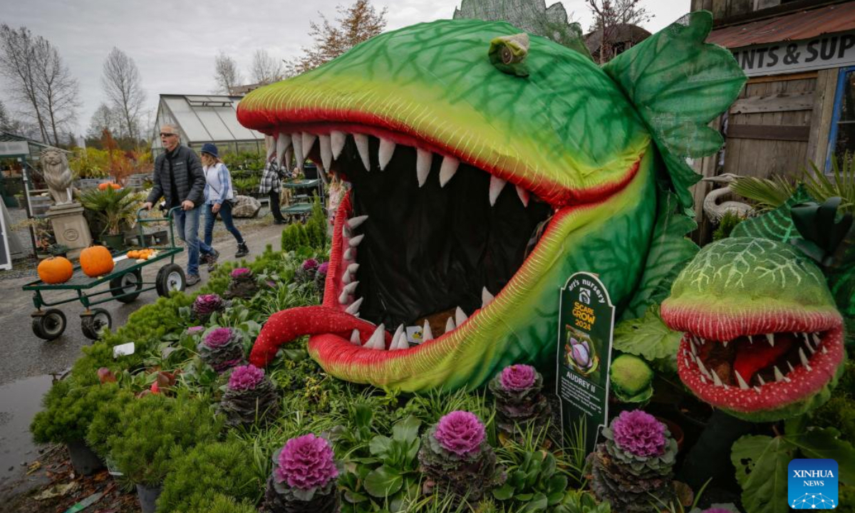 A scarecrow is displayed during the annual Art's Nursery Scarecrow Festival in Langley, British Columbia, Canada, Oct. 26, 2024. (Photo: Xinhua)