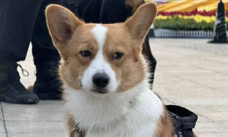 China’s corgi police dog Fu Zai Photo: Beijing Municipal Public Security Bureau