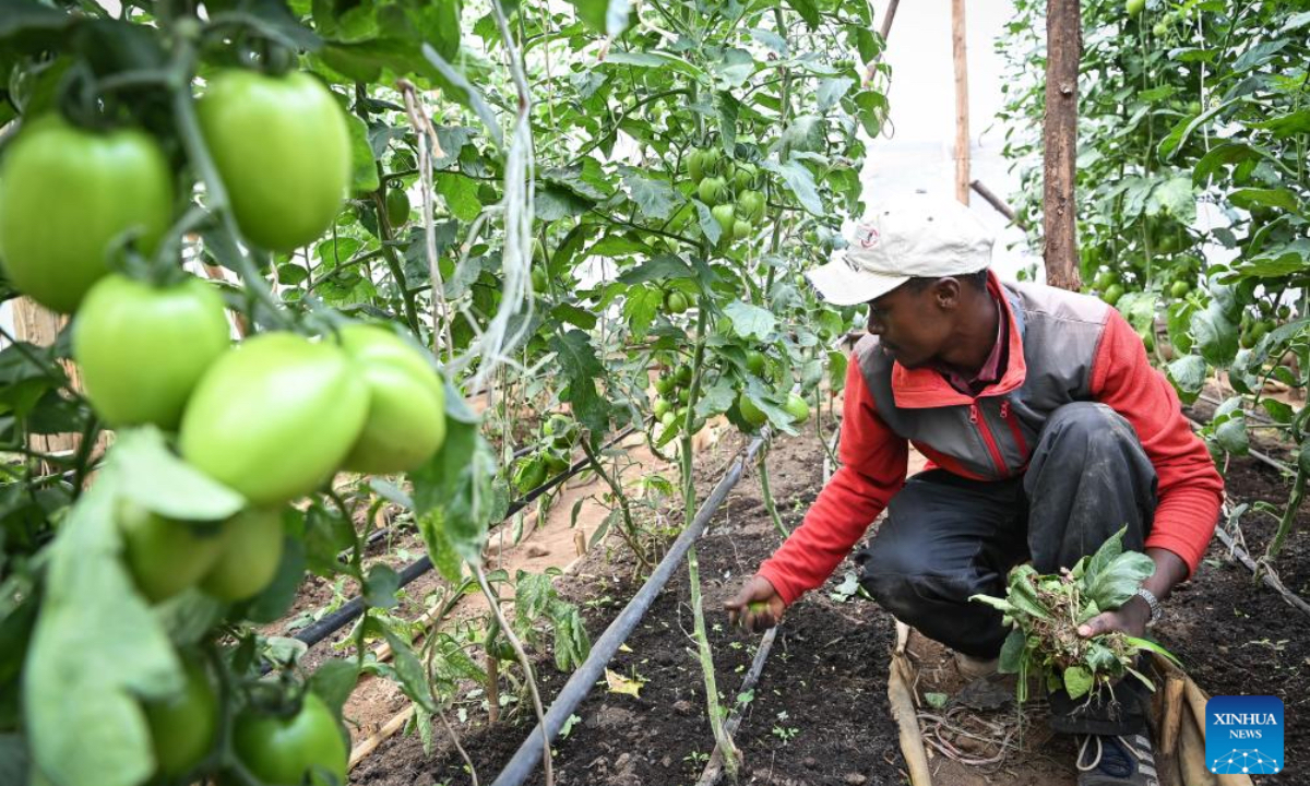 A farmer manages grafted tomatoes at a tomato farm in Nakuru County, Kenya, Oct. 23, 2024. (Photo: Xinhua)