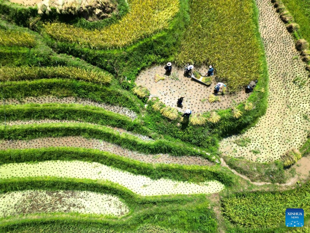 An aerial drone photo taken on Sept. 4, 2024 shows farmers harvesting paddy in terraced fields in Congjiang County, Qiandongnan Miao and Dong Autonomous Prefecture, southwest China's Guizhou Province. (Photo: Xinhua)