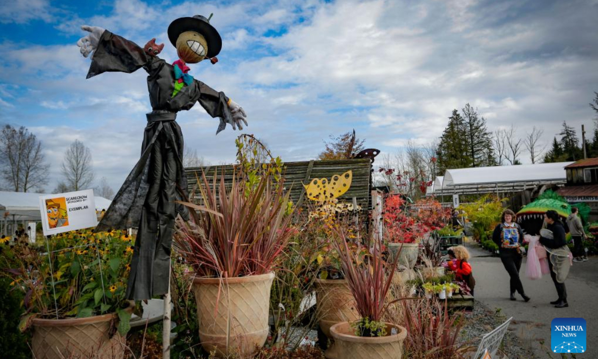 A scarecrow is displayed during the annual Art's Nursery Scarecrow Festival in Langley, British Columbia, Canada, Oct. 26, 2024. (Photo: Xinhua)