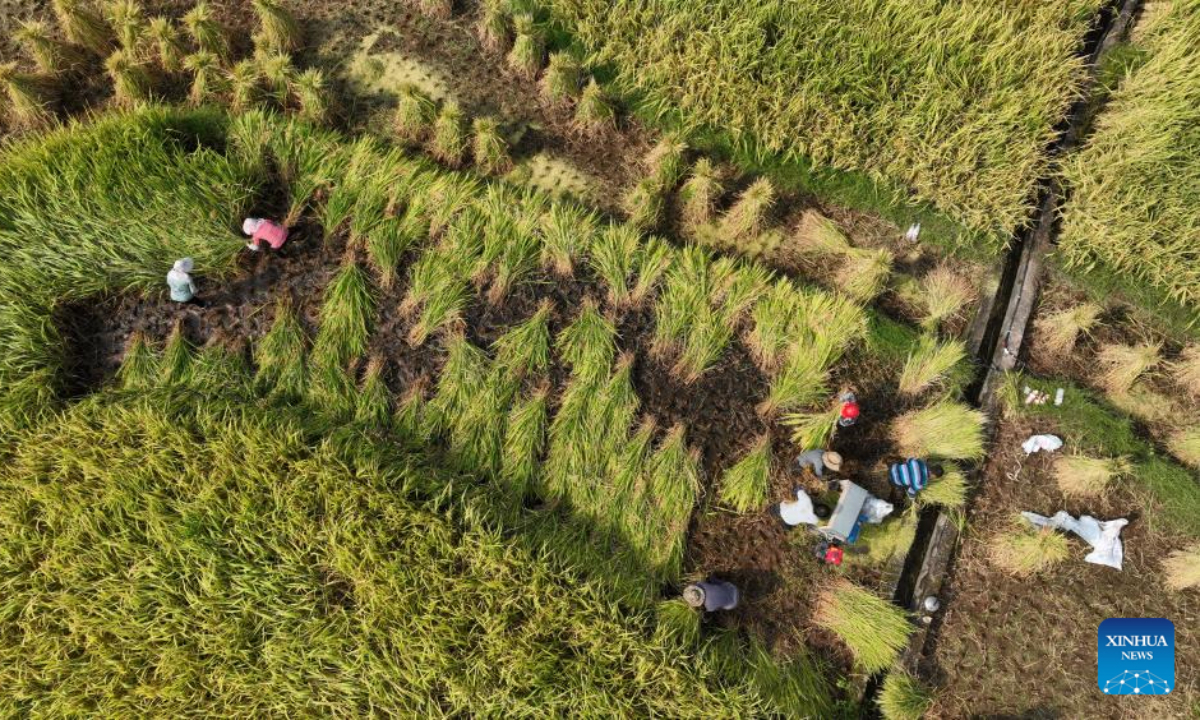 An aerial drone photo shows villagers harvesting rice in the field at Mayao Village in Yiliang County, southwest China's Yunnan Province, Sep 6, 2024. Photo:Xinhua