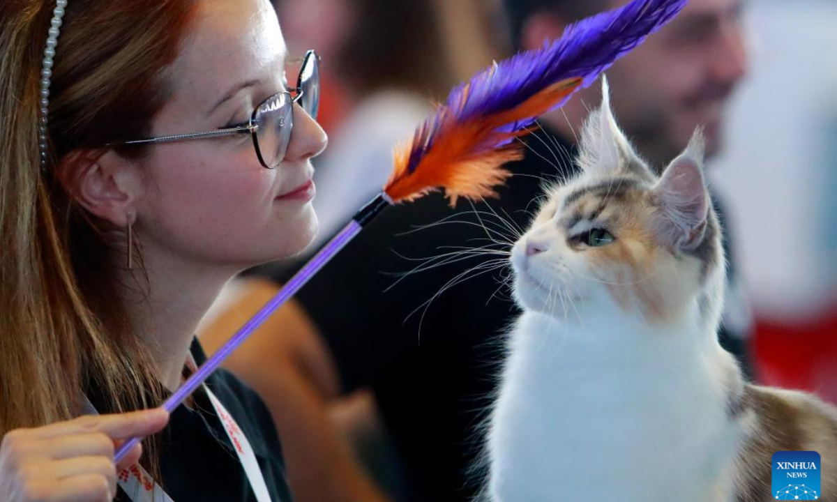 A judge evaluates a Maine Coon cat during an international feline beauty contest in Bucharest, Romania, Sep 28, 2024. About 250 hundred cats of around 30 breeds participate in the two-day contest. Photo:Xinhua