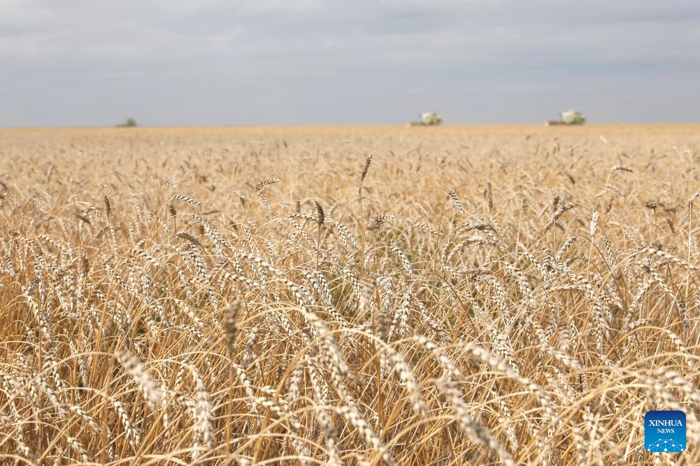 This photo taken on Sept. 3, 2024 shows wheat in a field near Astana, Kazakhstan. Many regions in northern Kazakhstan enter harvest season for spring wheat in September. According to the country's agriculture ministry, about 3 million hectares of wheat have been harvested as of Tuesday. (Photo: Xinhua)