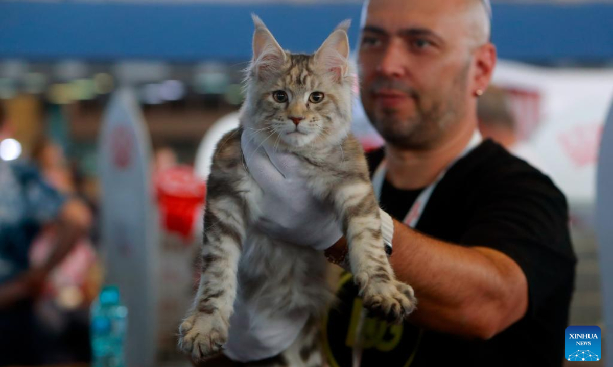 A judge evaluates a Maine Coon cat during an international feline beauty contest in Bucharest, Romania, Sep 28, 2024. About 250 hundred cats of around 30 breeds participate in the two-day contest. Photo:Xinhua