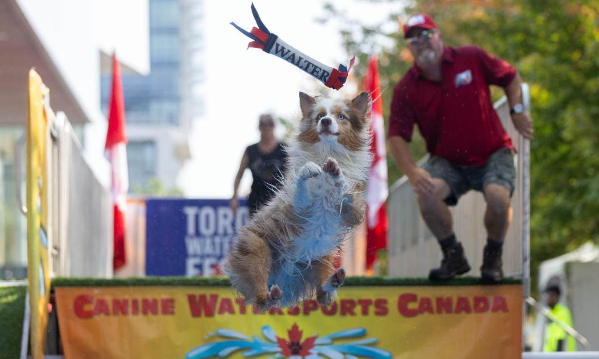 A pet dog jumps into a pool to catch a tossed toy during a dock diving event at the 2024 Waterfront Festival in Toronto, Canada, Sep 15, 2024. Dock diving is a sport where agile dogs compete for prizes by jumping for distance from a dock into a pool of water. Photo:Xinhua