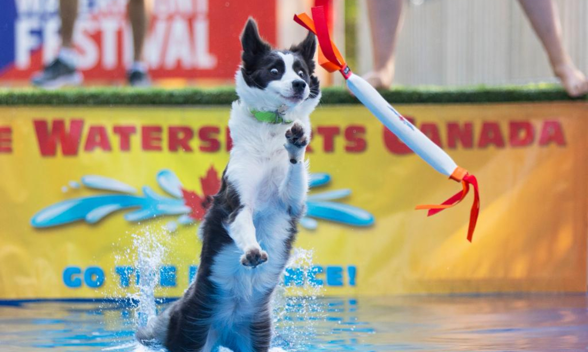 A pet dog jumps into a pool to catch a tossed toy during a dock diving event at the 2024 Waterfront Festival in Toronto, Canada, Sep 15, 2024. Dock diving is a sport where agile dogs compete for prizes by jumping for distance from a dock into a pool of water. Photo:Xinhua